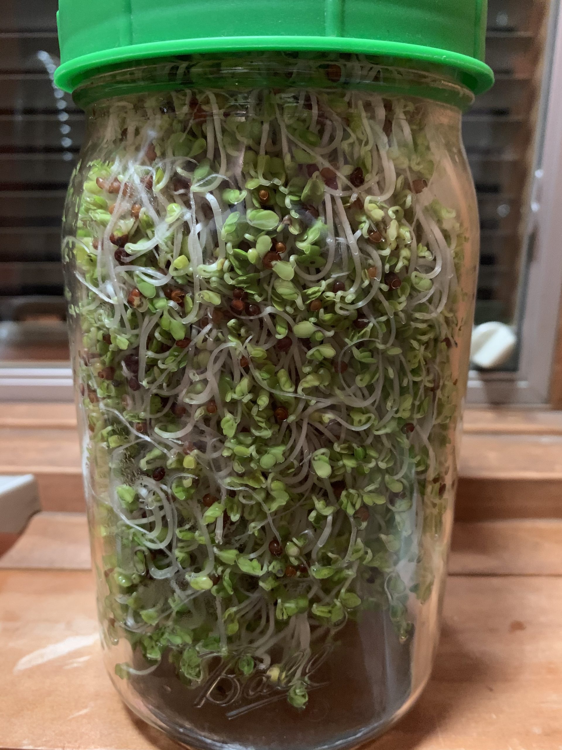 How to Make Broccoli Sprouts in One Minute! Wise Eats
